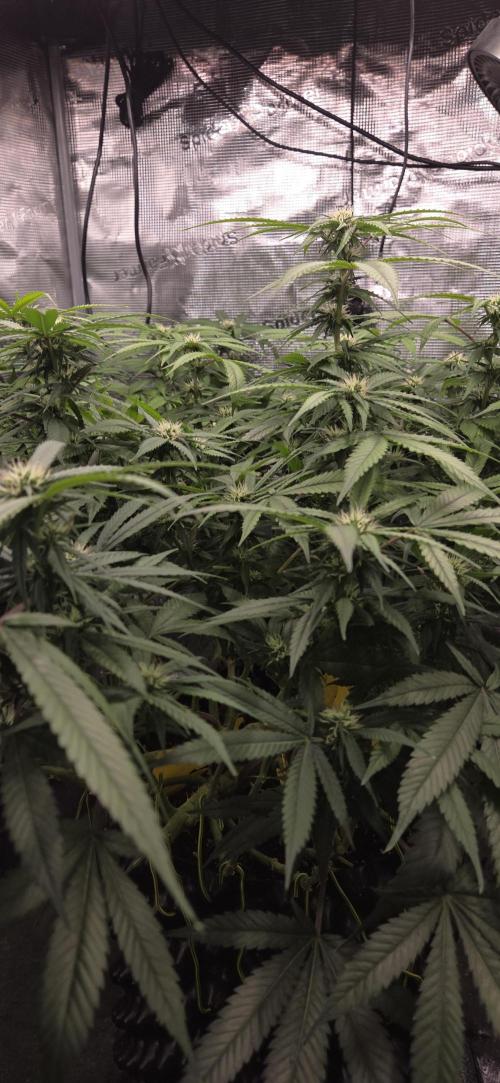 Frozen black cherry. Week 15