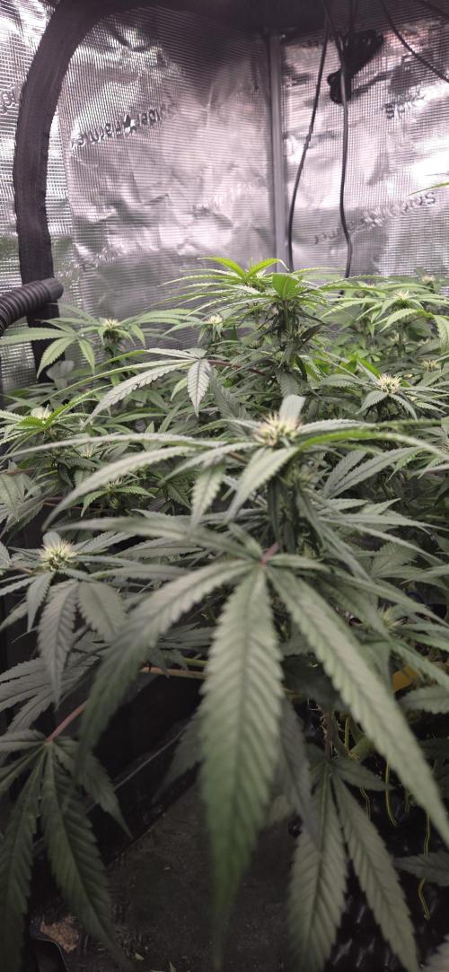 Frozen black cherry. Week 15