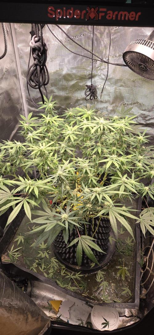 Frozen black cherry. Week 15