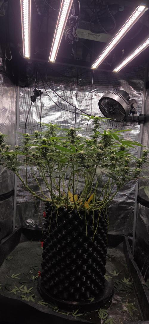 Frozen black cherry. Week 15
