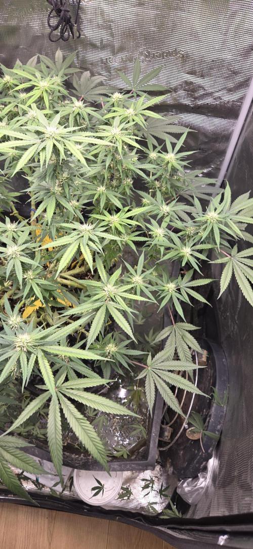 Frozen black cherry. Week 15