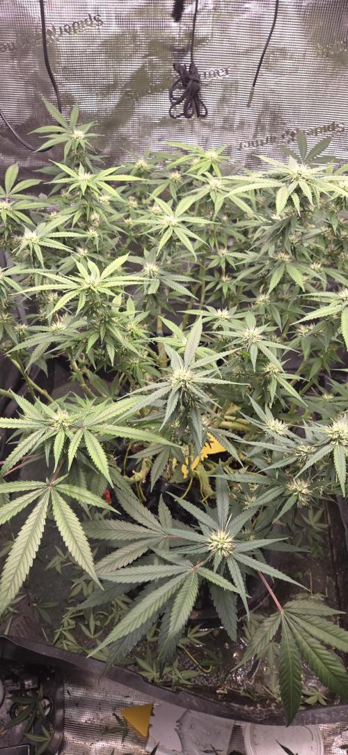 Frozen black cherry. Week 15