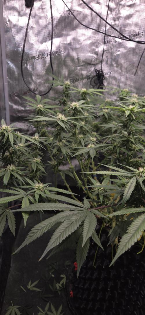 Frozen black cherry. Week 15