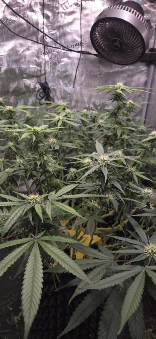 Frozen black cherry. Week 15