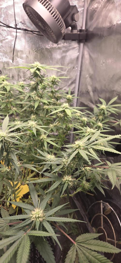 Frozen black cherry. Week 15