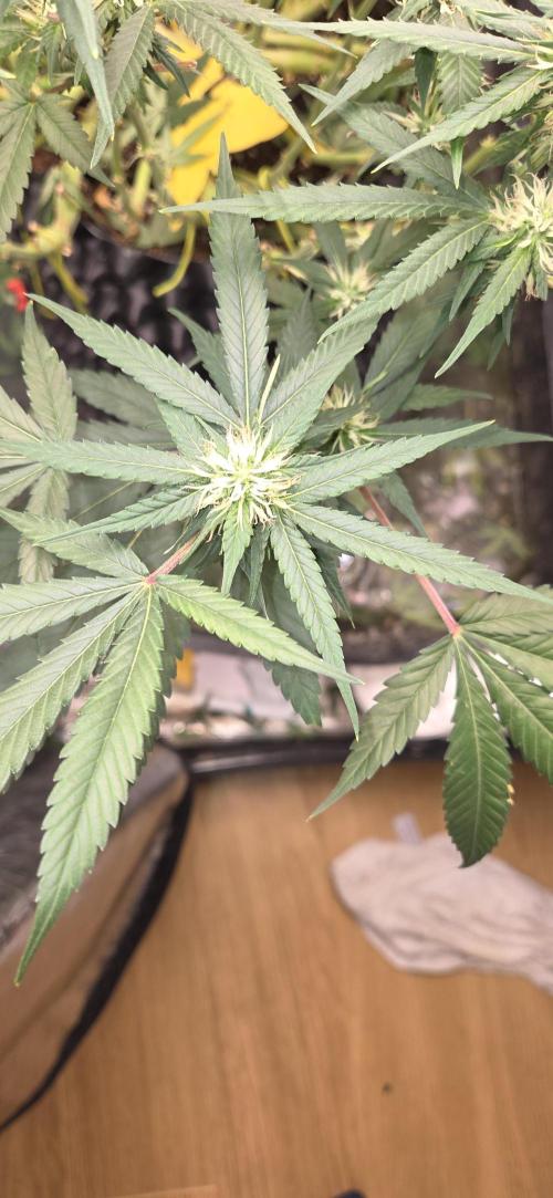 Frozen Black Cherry. Week 15