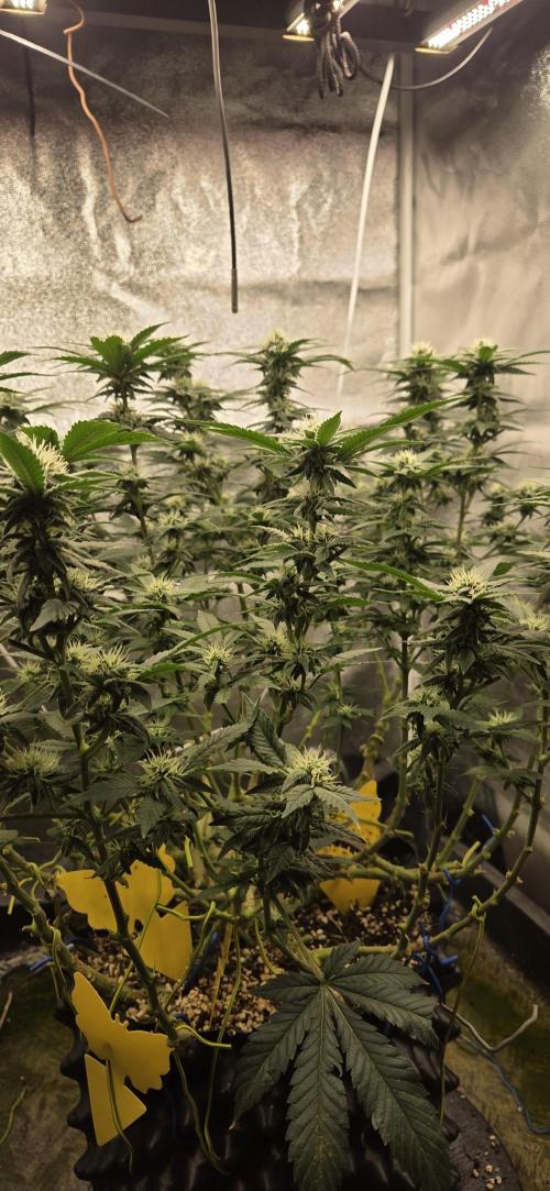 Big Buddha Cheese. Week 16
