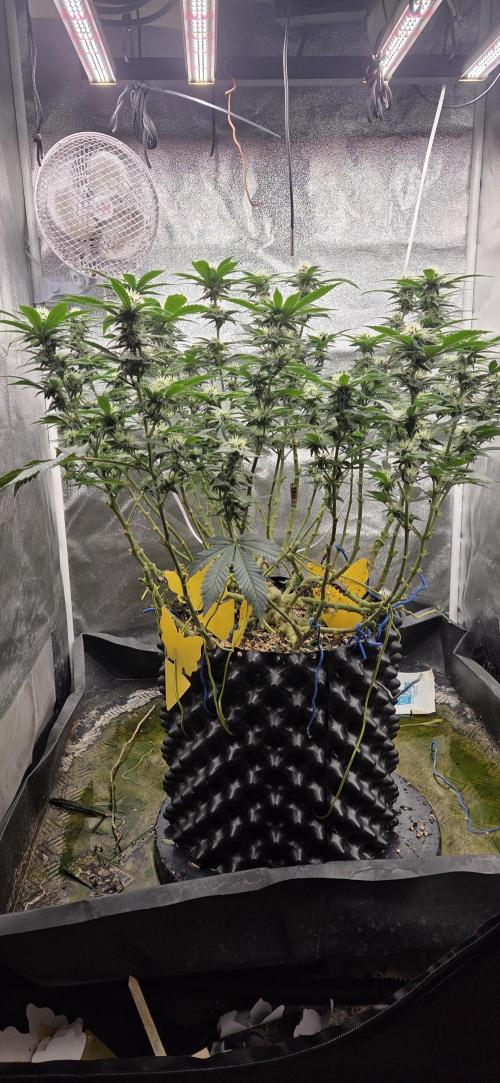 Big Buddha Cheese. Week 16