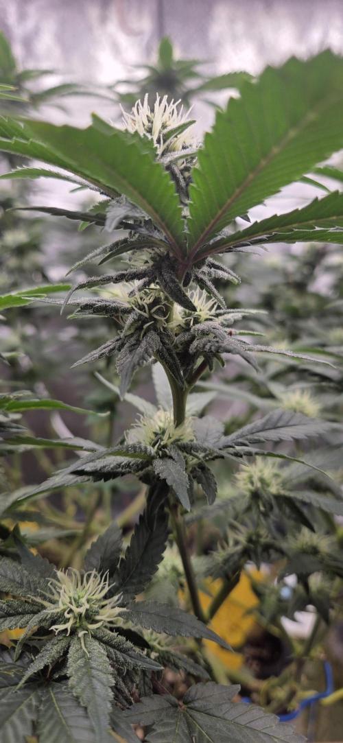 Big Buddha Cheese. Week 16