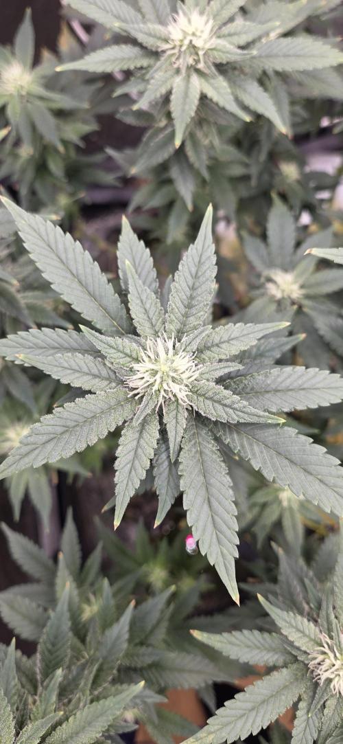 Big Buddha Cheese. Week 16