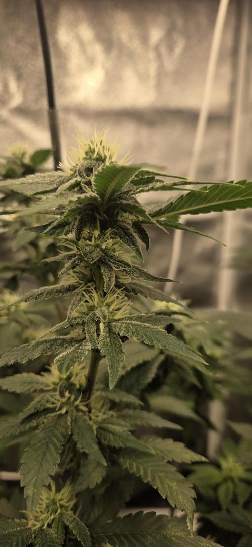 Big Buddha Cheese. Week 16