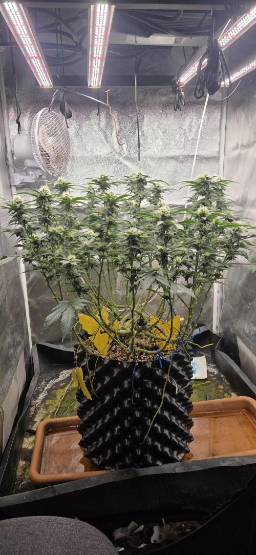 Big Buddha Cheese. Week 16