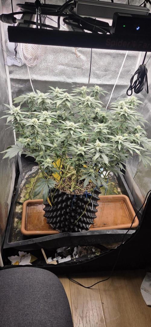 Big Buddha Cheese. Week 16