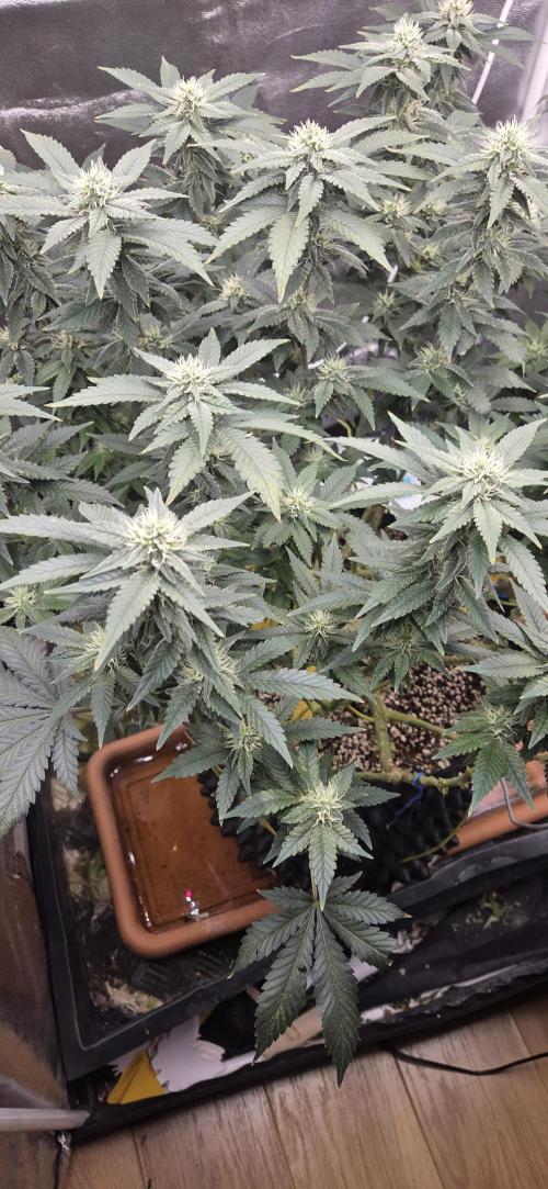 Big Buddha Cheese. Week 16