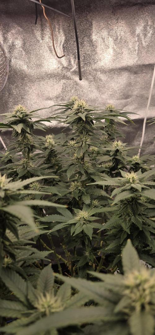 Big Buddha Cheese. Week 16