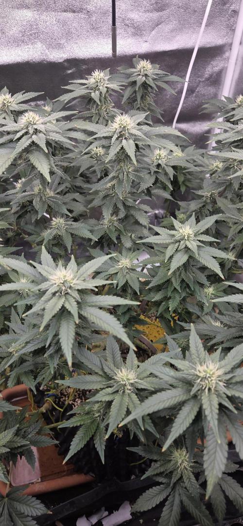Big Buddha Cheese. Week 16