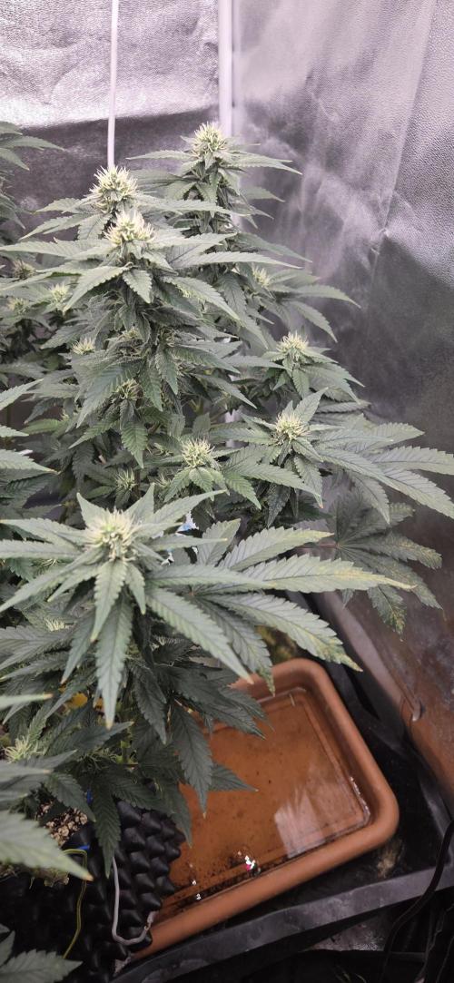 Big Buddha Cheese. Week 16