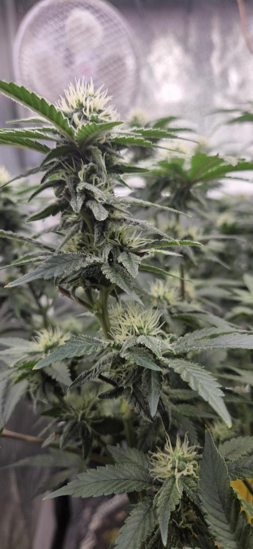 Big Buddha Cheese. Week 16
