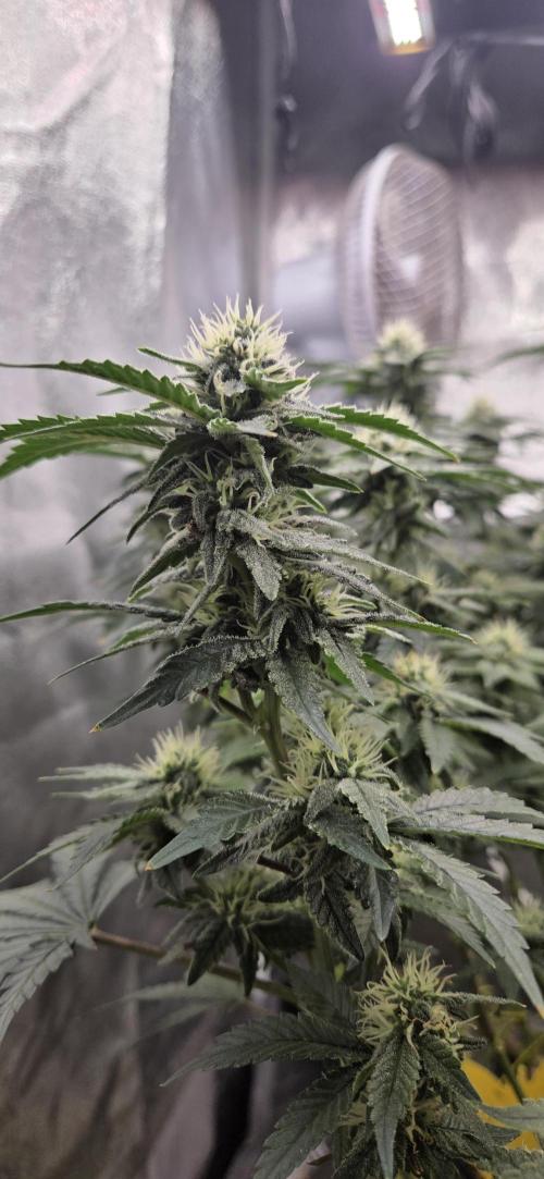 Big Buddha Cheese. Week 16