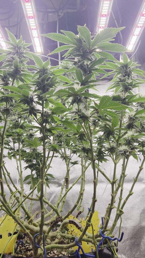 Big Buddha Cheese