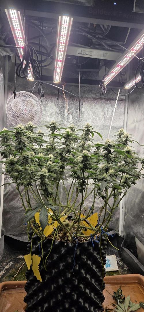 Big Buddha Cheese. Week 16