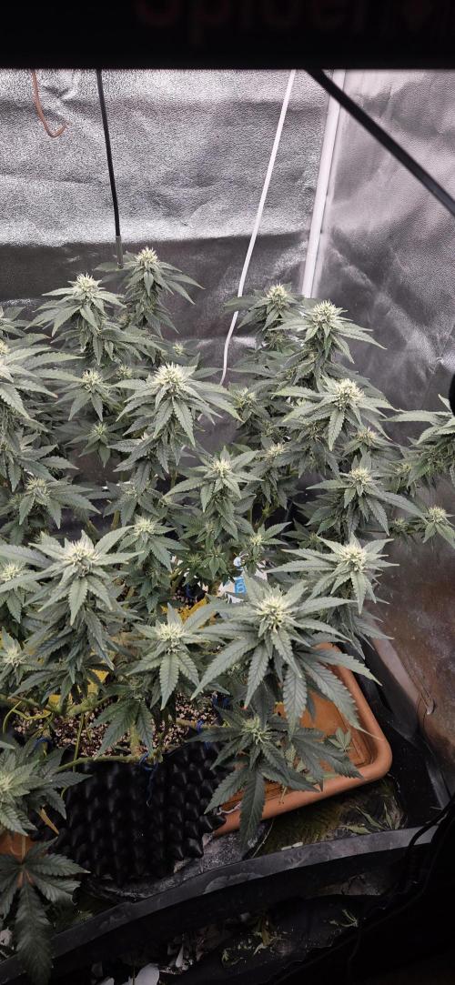 Big Buddha Cheese. Week 16