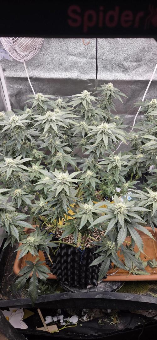 Big Buddha Cheese. Week 16