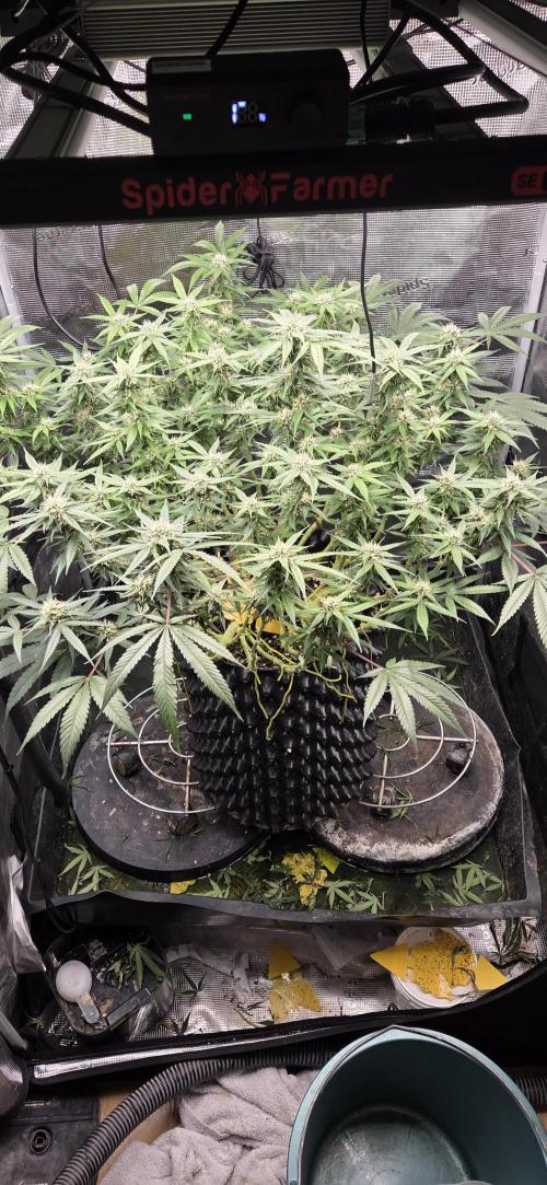 Frozen black cherry. Week 16