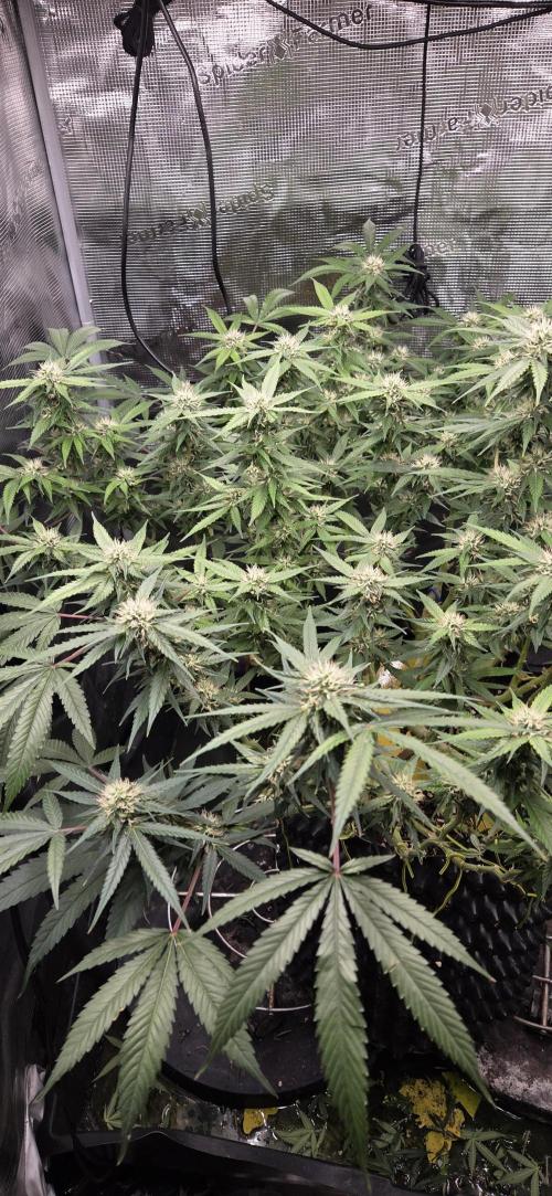 Frozen black cherry. Week 16