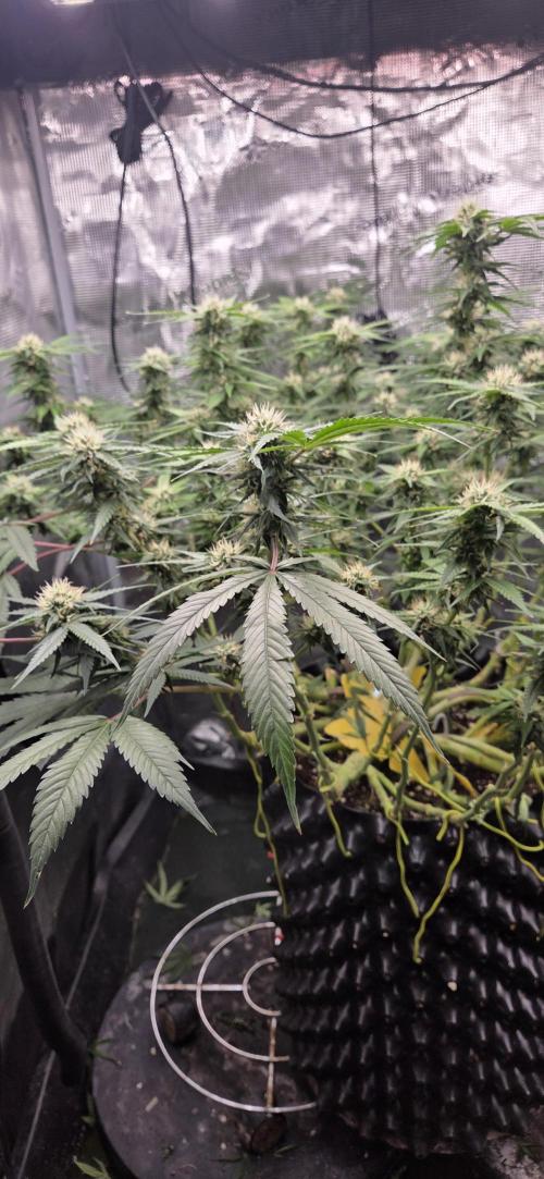 Frozen black cherry. Week 16