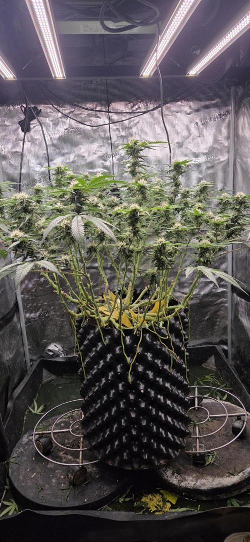 Frozen black cherry. Week 16