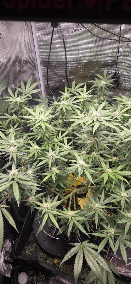 Frozen black cherry. Week 16