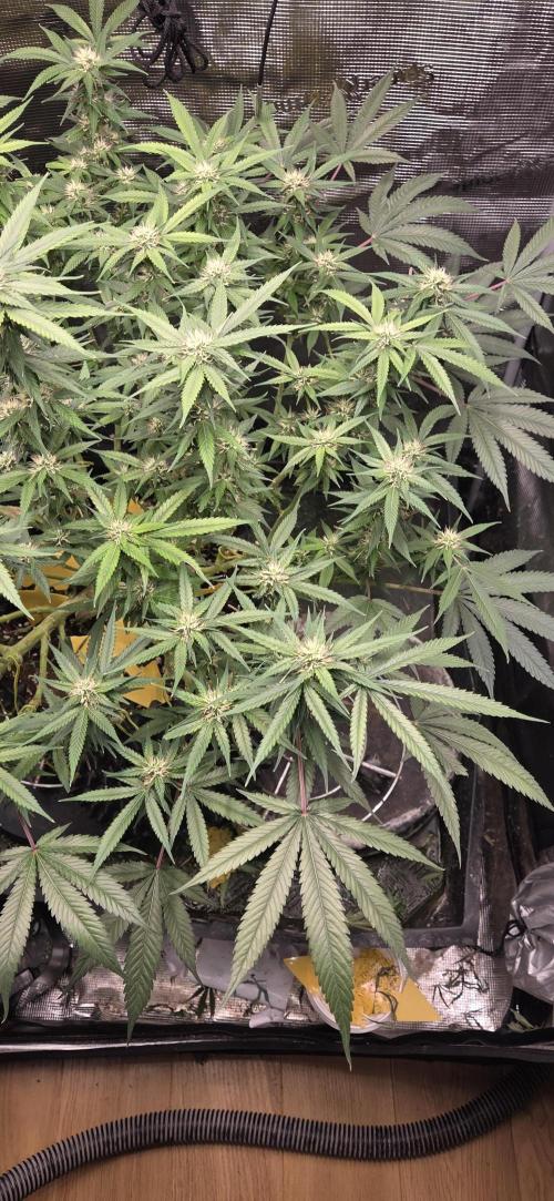 Frozen black cherry. Week 16