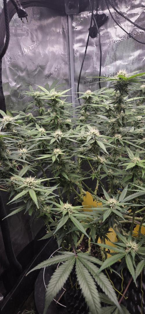 Frozen black cherry. Week 16