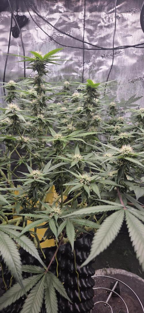 Frozen black cherry. Week 16