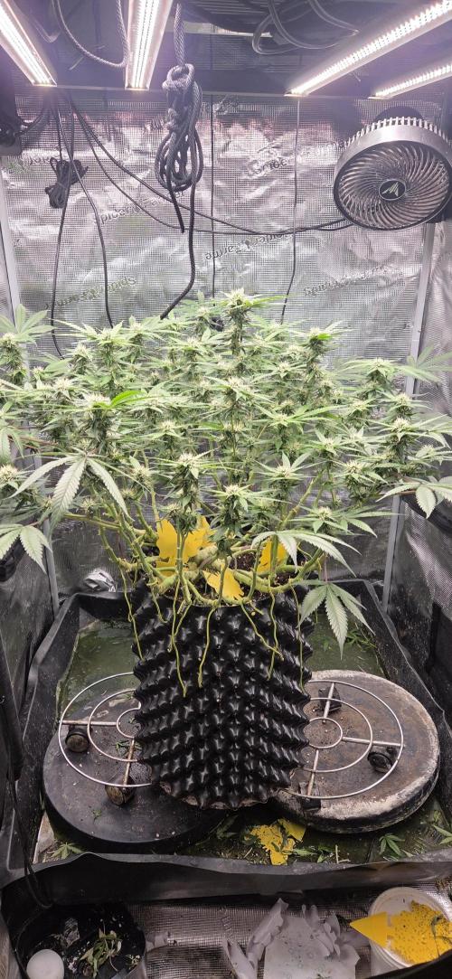 Frozen black cherry. Week 16