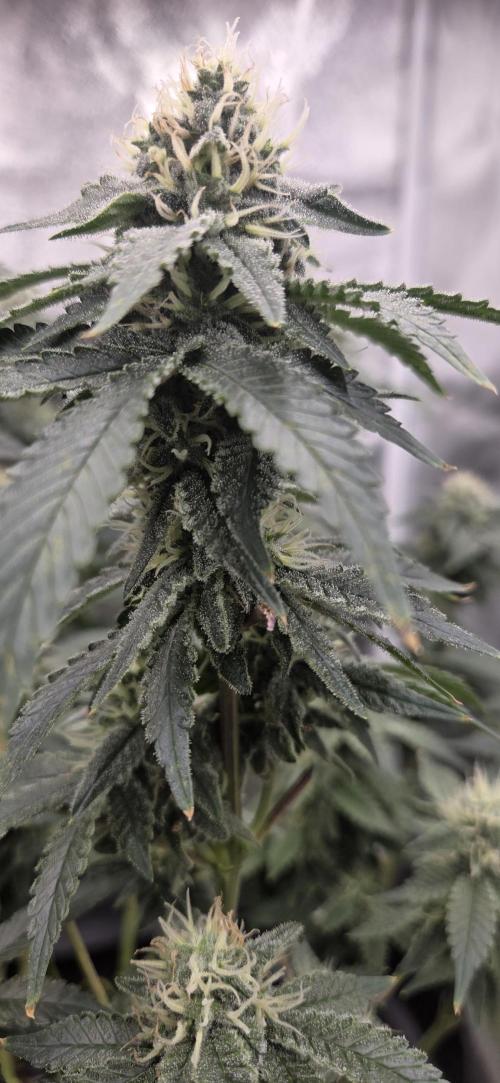 Big Buddha Cheese. Week 17