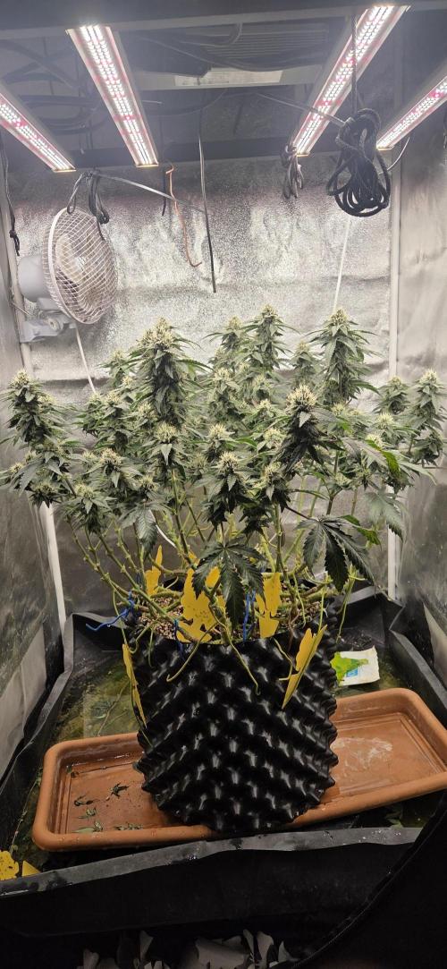 Big Buddha Cheese. Week 17