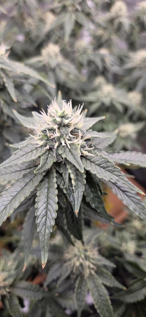 Big Buddha Cheese. Week 17