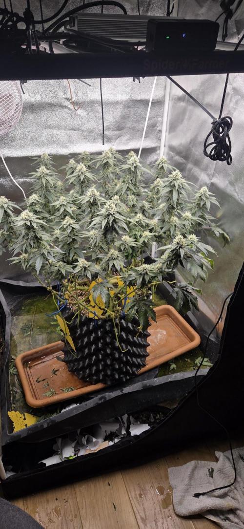 Big Buddha Cheese. Week 17