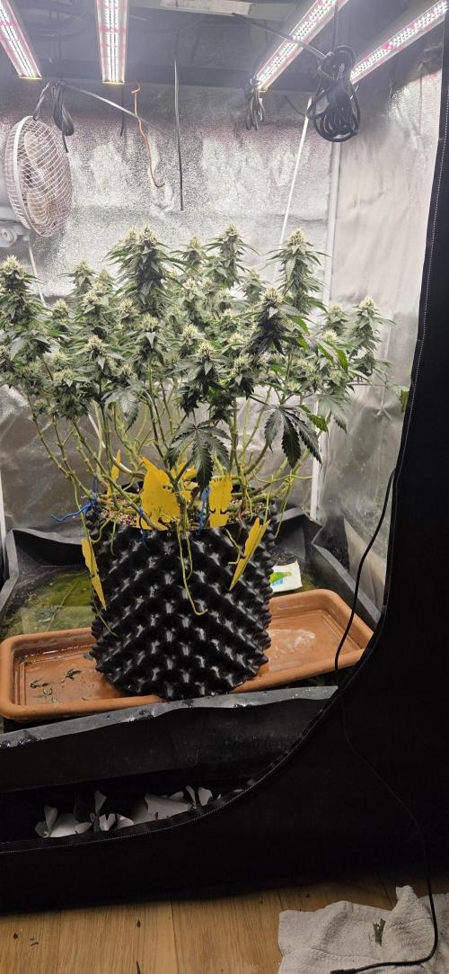 Big Buddha Cheese. Week 17