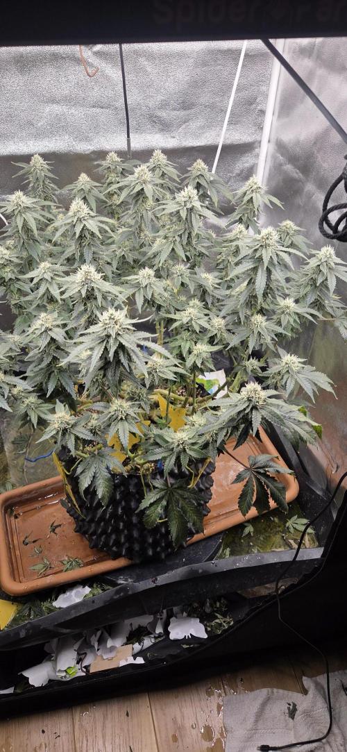 Big Buddha Cheese. Week 17