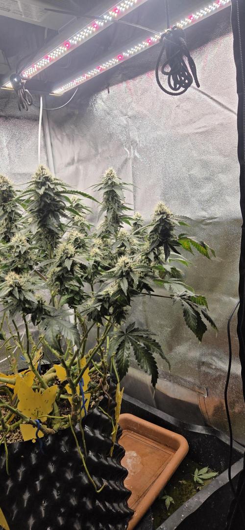 Big Buddha Cheese. Week 17