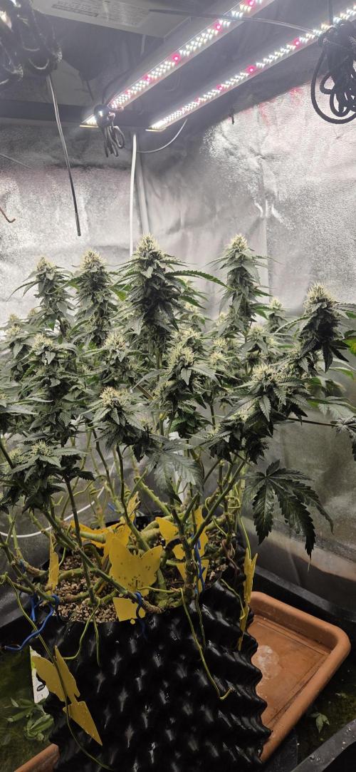 Big Buddha Cheese. Week 17
