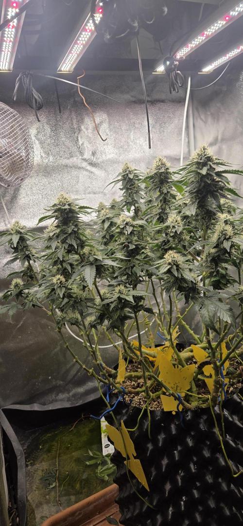 Big Buddha Cheese. Week 17
