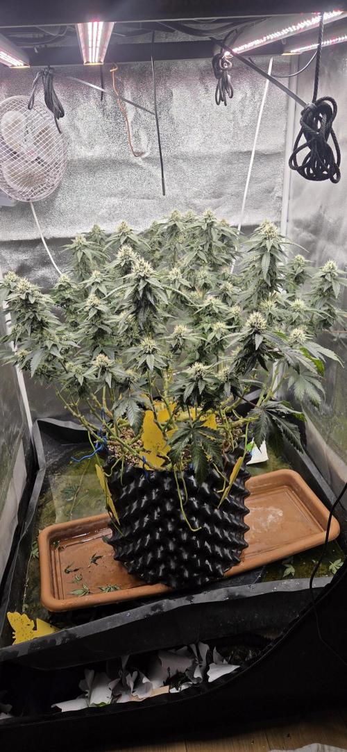 Big Buddha Cheese. Week 17