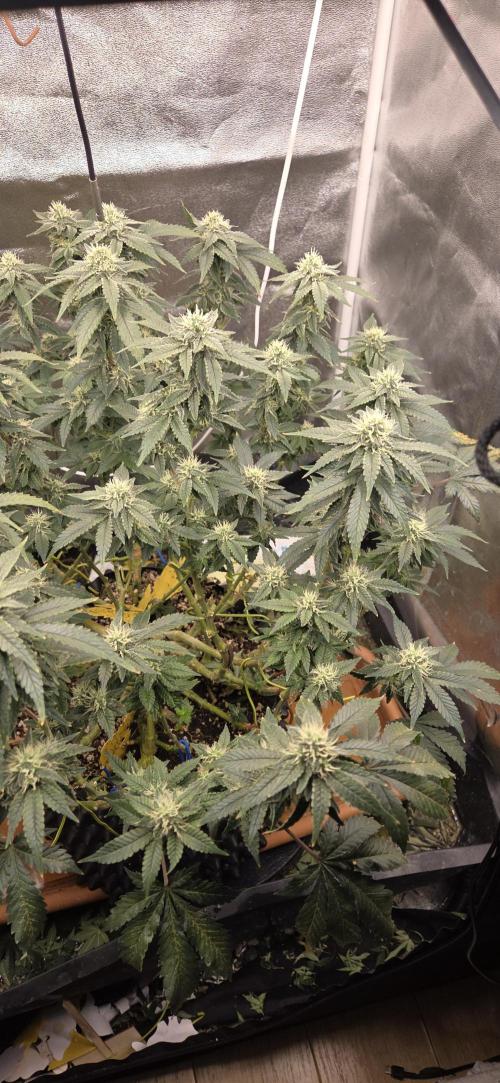 Big Buddha Cheese. Week 17