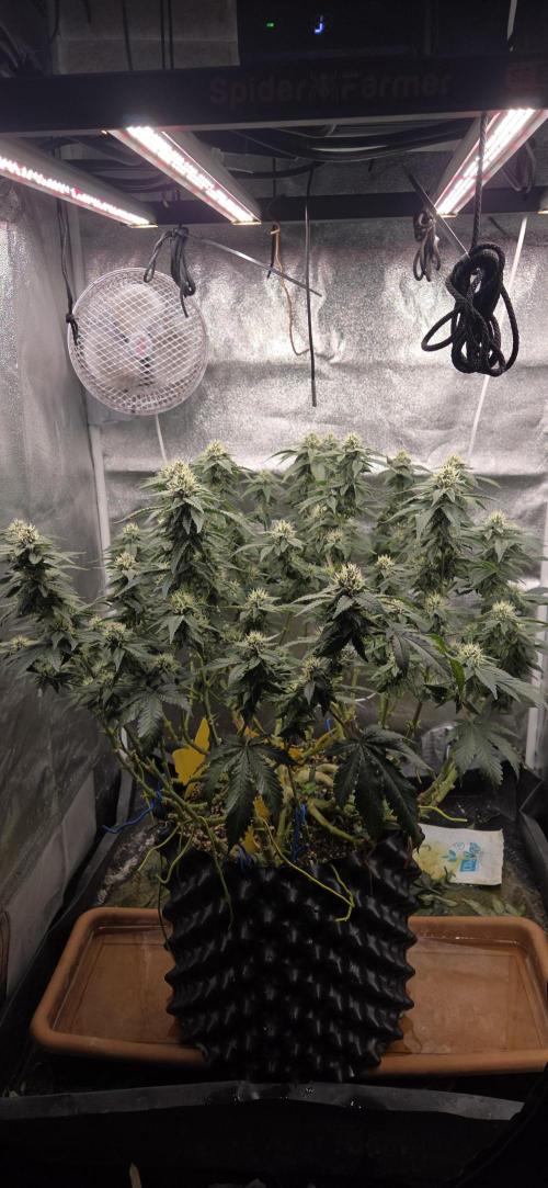 Cheese. Week 17