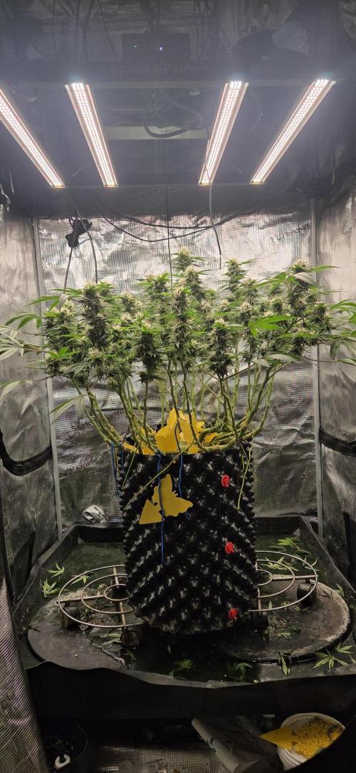 Frozen black cherry. Week 17