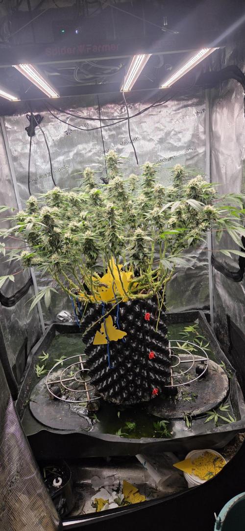 Frozen black cherry. Week 17